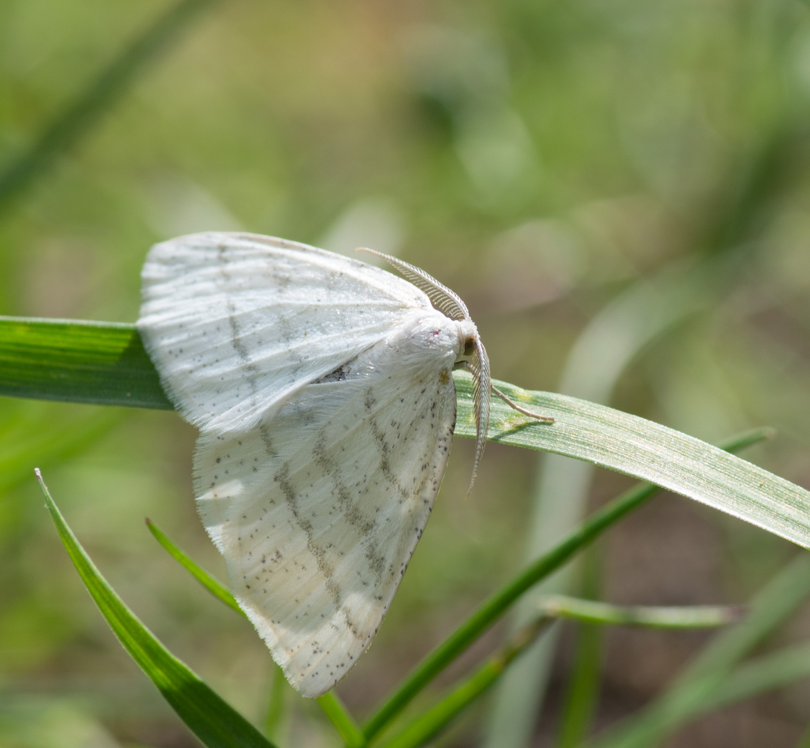 Schmetterling