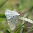 Schmetterling