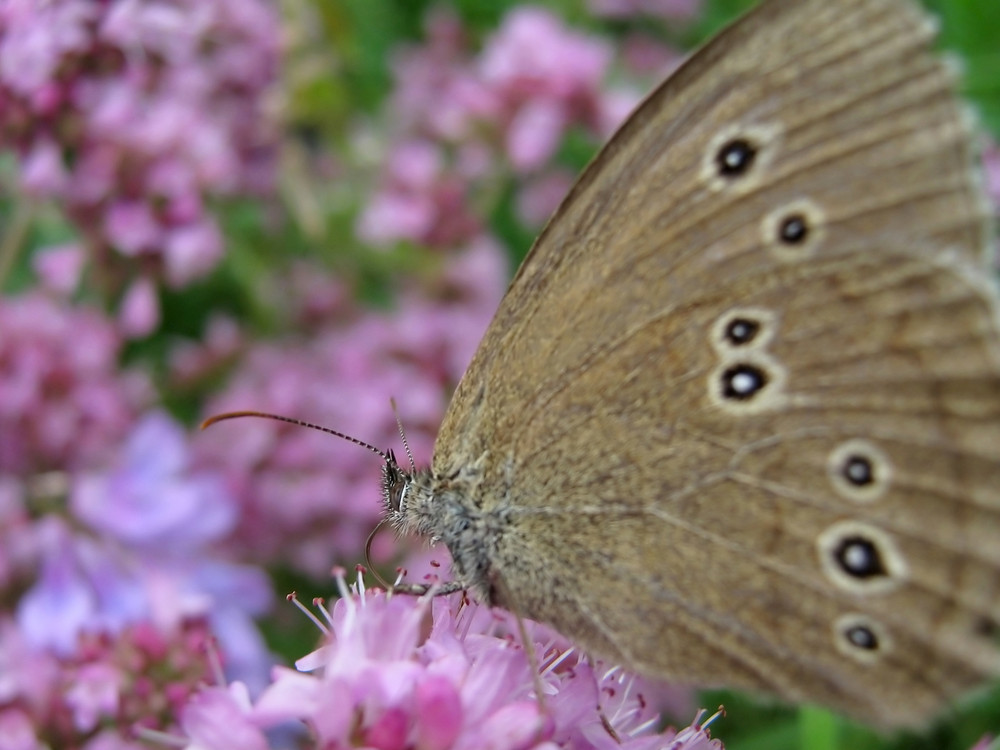 Schmetterling