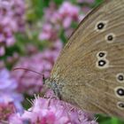 Schmetterling