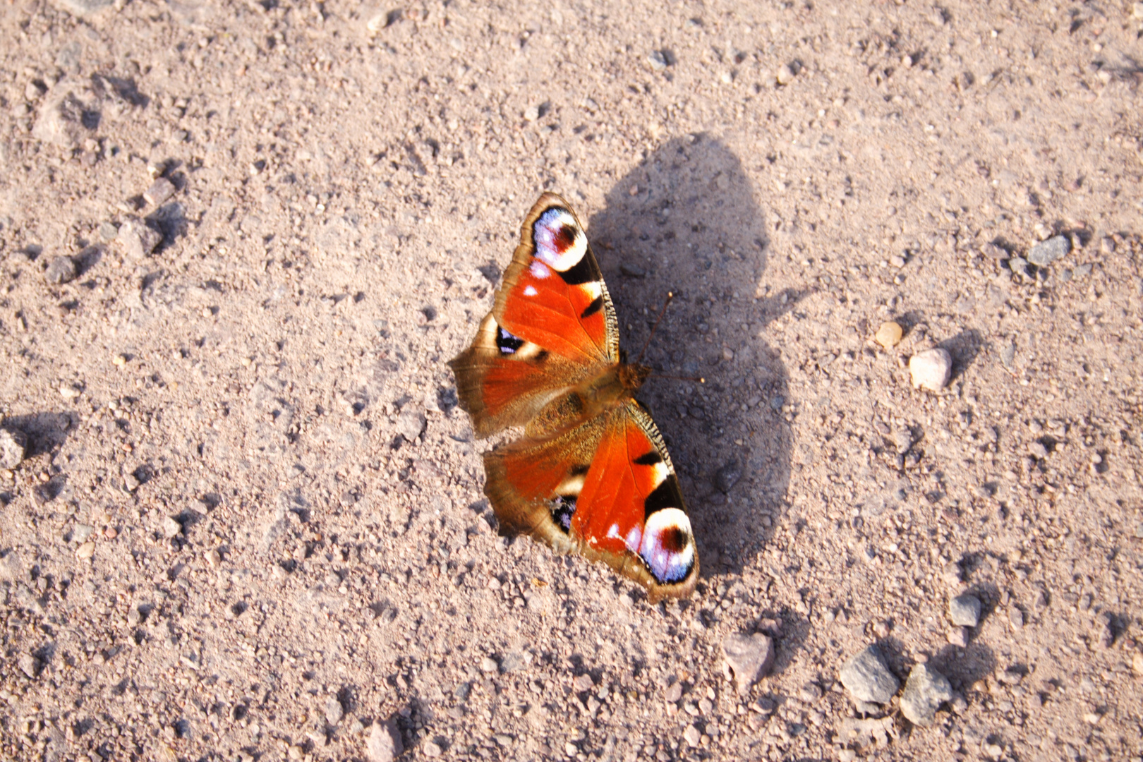 Schmetterling