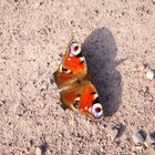 Schmetterling