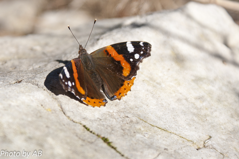 Schmetterling