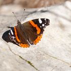 Schmetterling