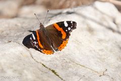 Schmetterling