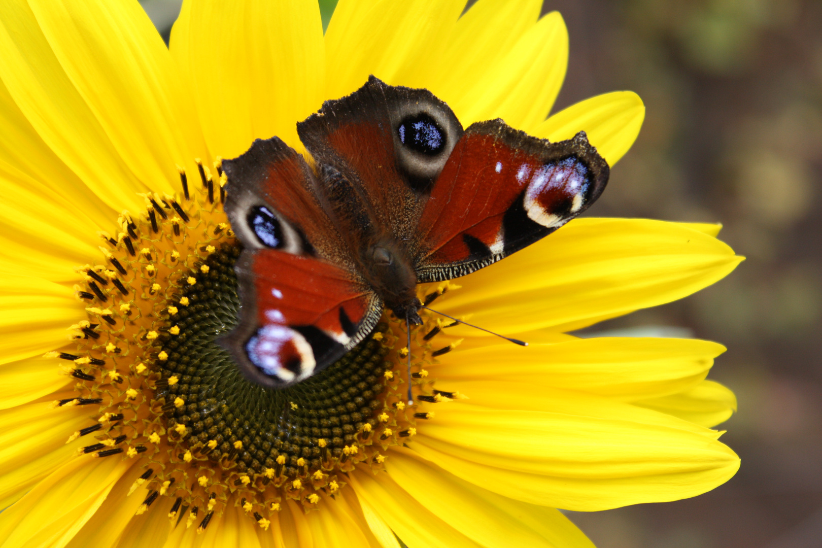 schmetterling