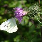 Schmetterling