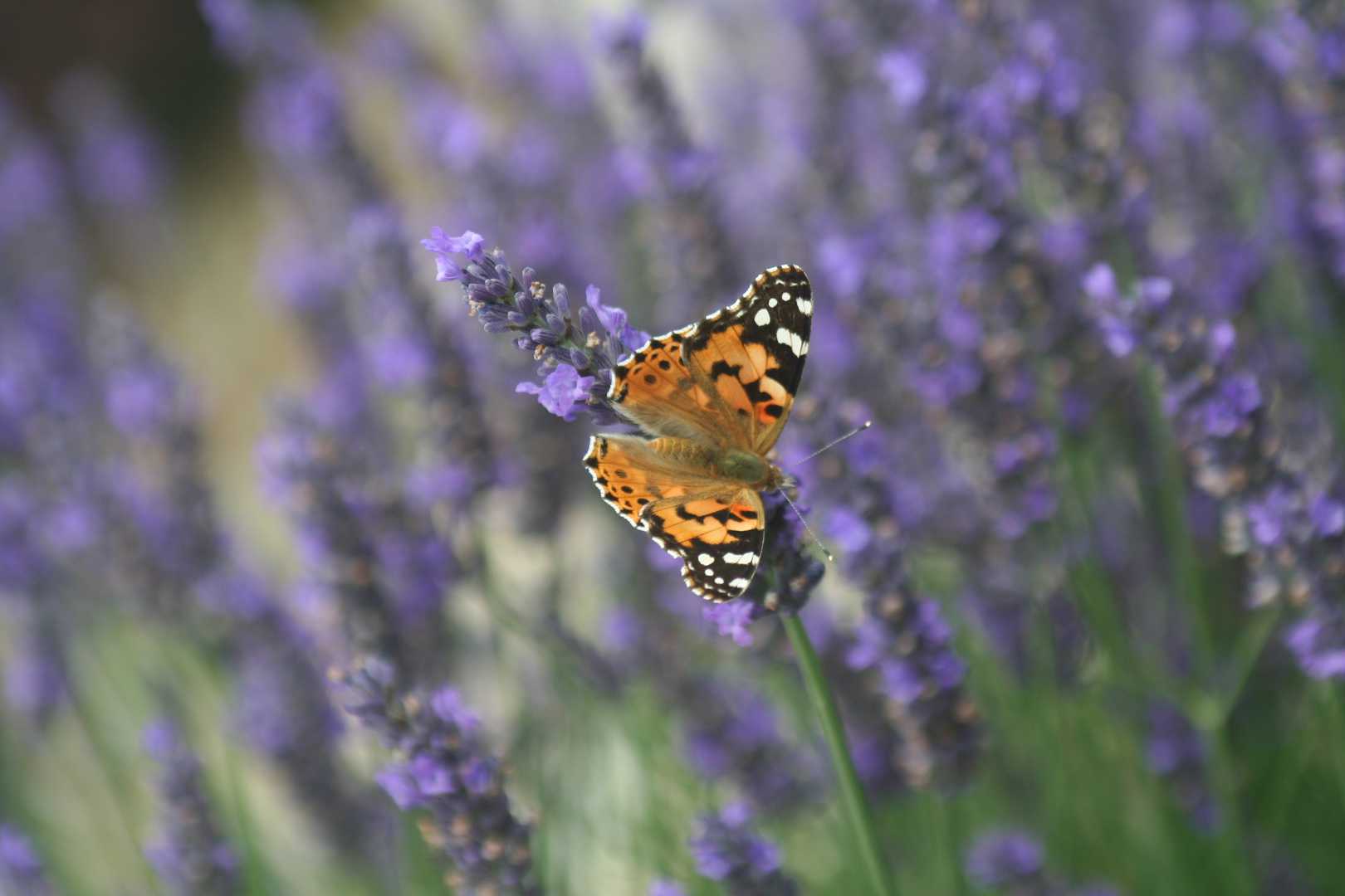 Schmetterling