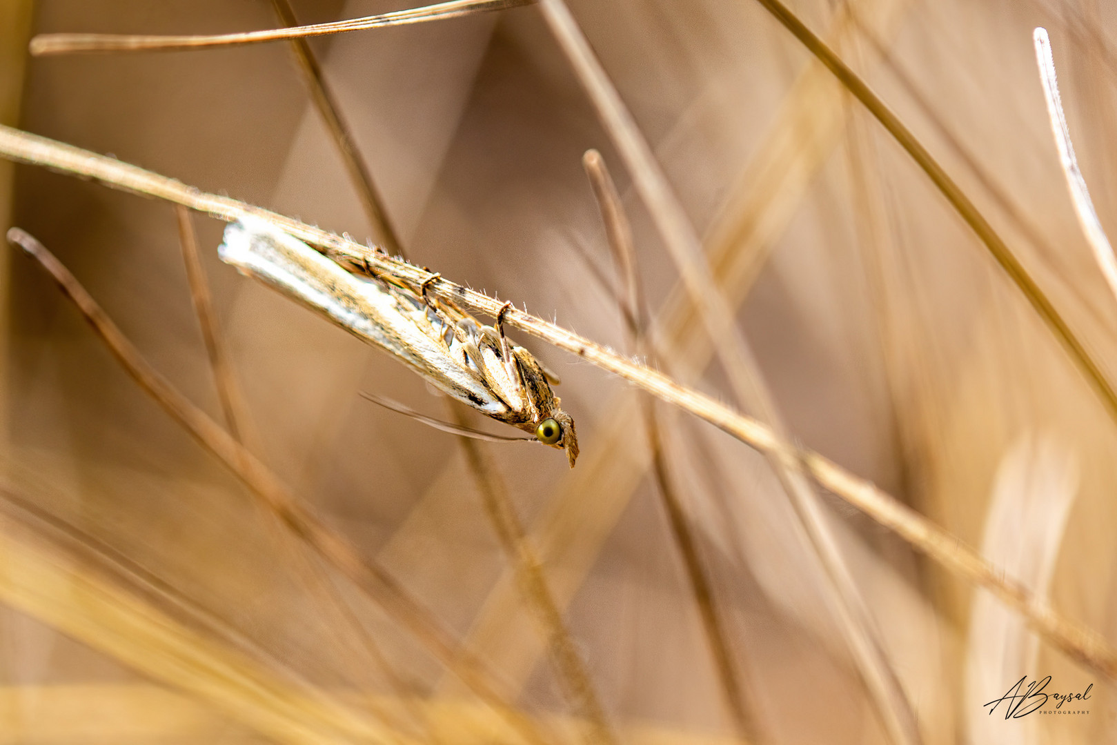 Schmetterling