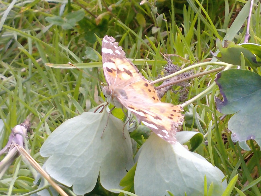 Schmetterling