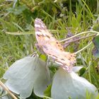 Schmetterling