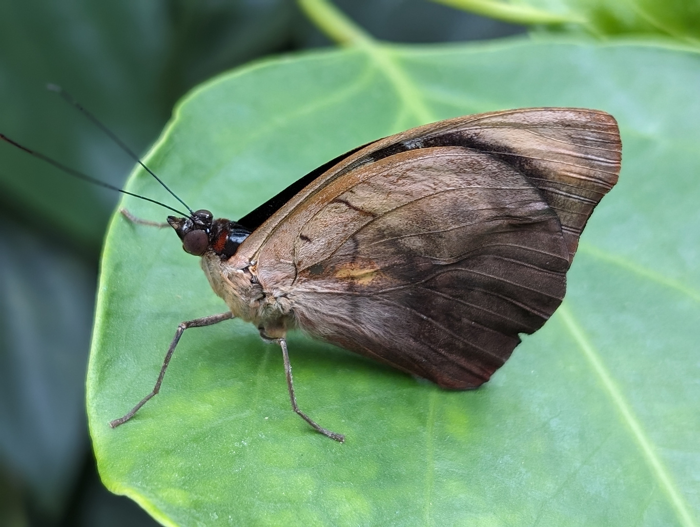 Schmetterling