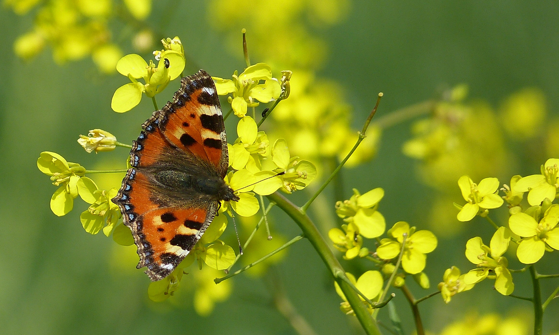 Schmetterling