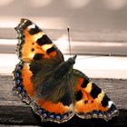 Schmetterling