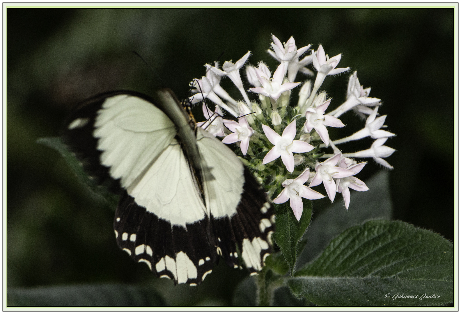 Schmetterling 