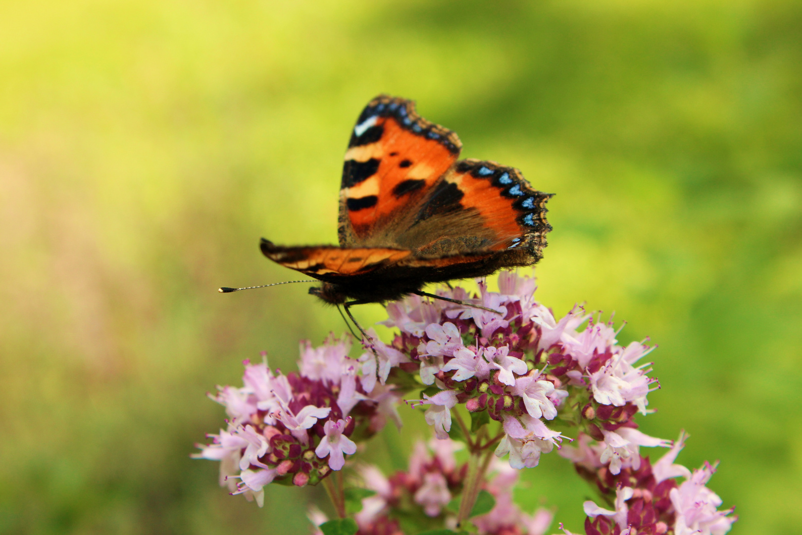 Schmetterling