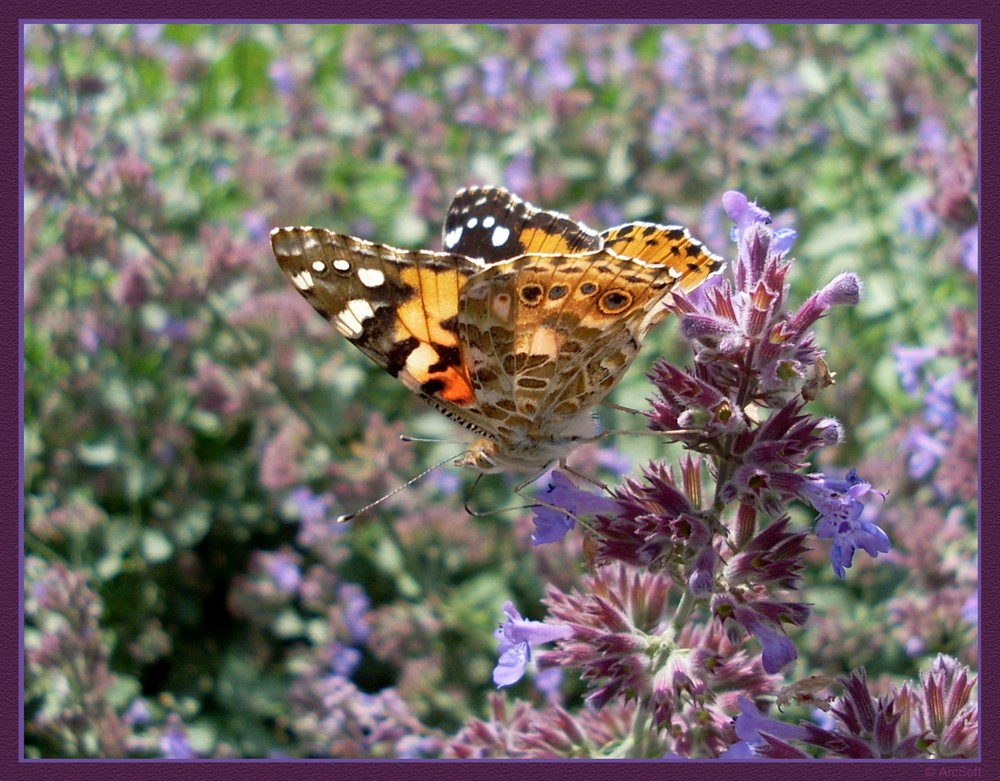 Schmetterling