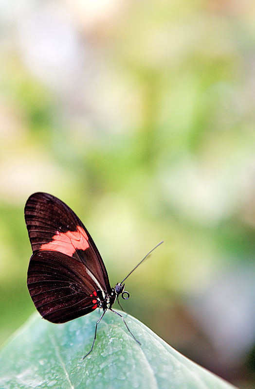 schmetterling