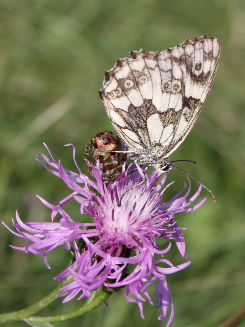 Schmetterling