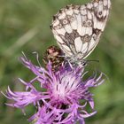 Schmetterling