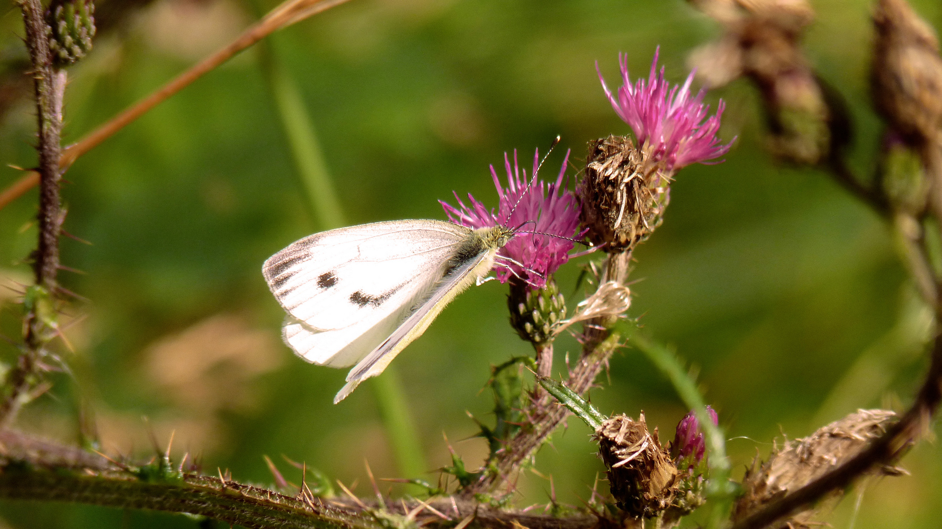 Schmetterling