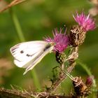 Schmetterling