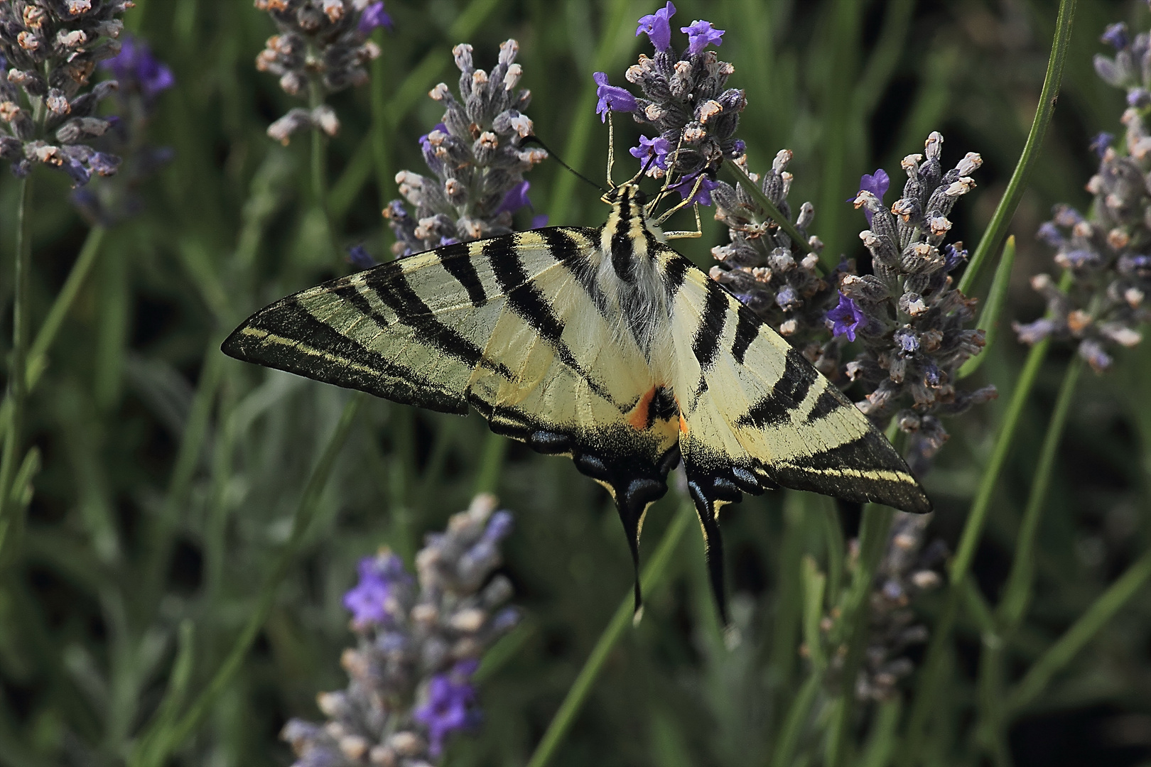 Schmetterling