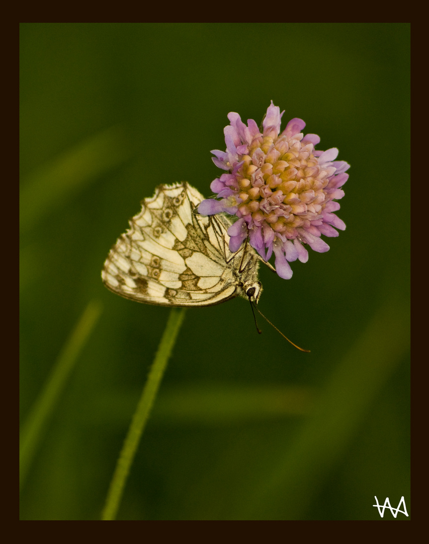 Schmetterling