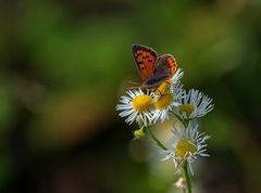 Schmetterling 