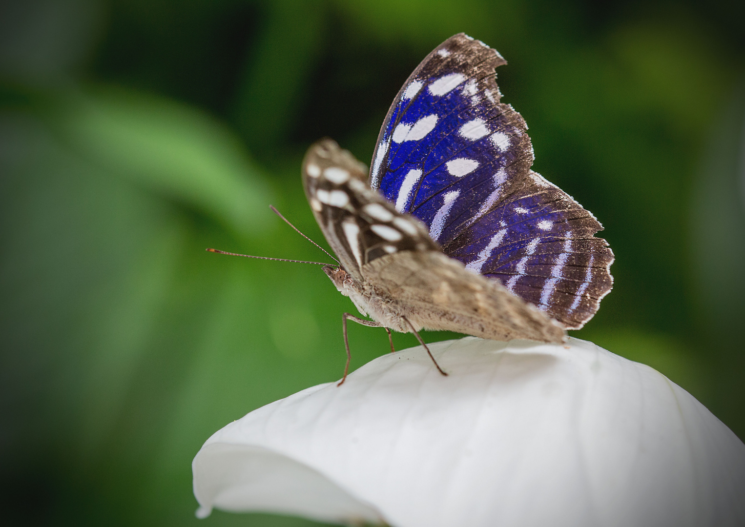 Schmetterling