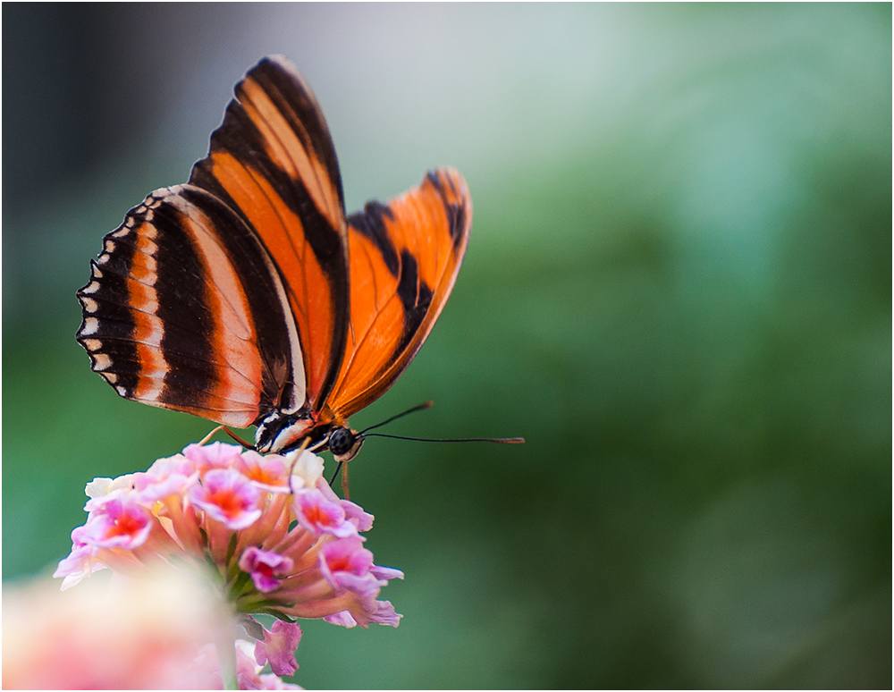 Schmetterling