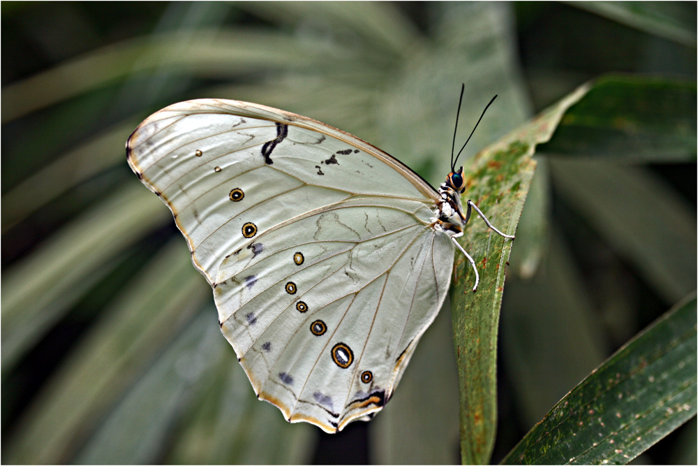 Schmetterling