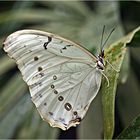 Schmetterling