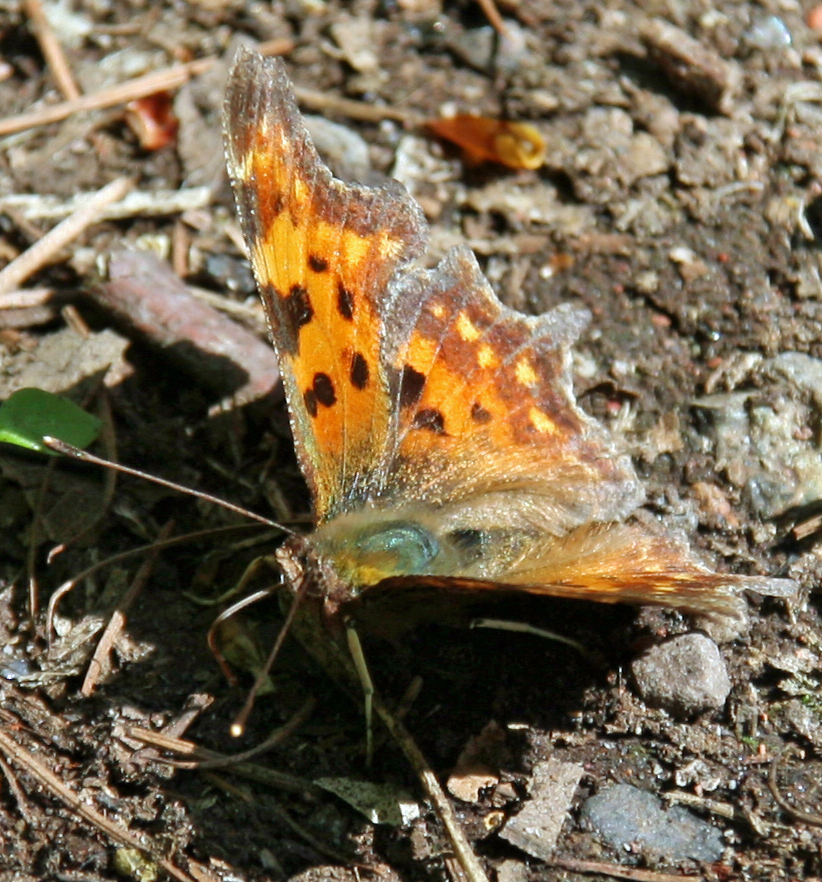 Schmetterling