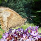 Schmetterling