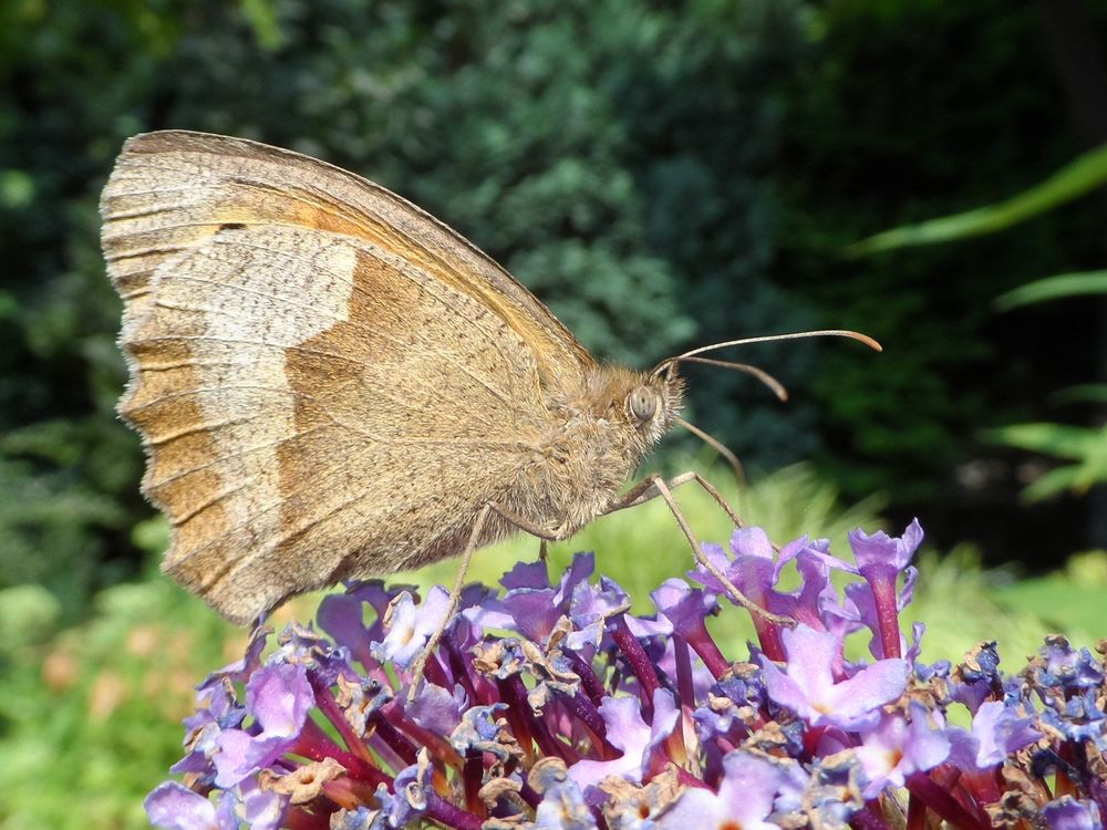 Schmetterling