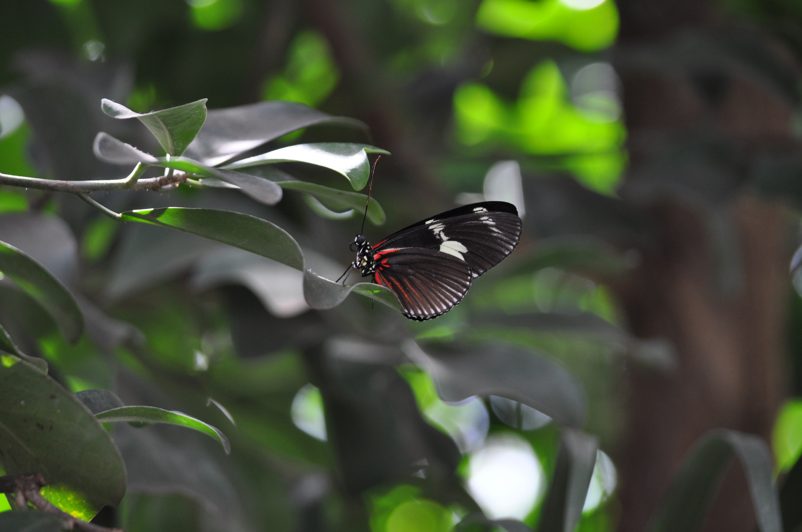 Schmetterling