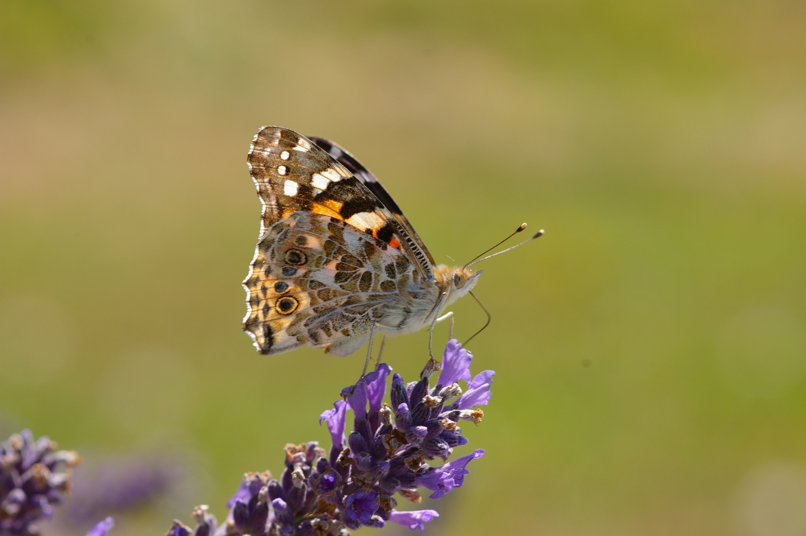 Schmetterling