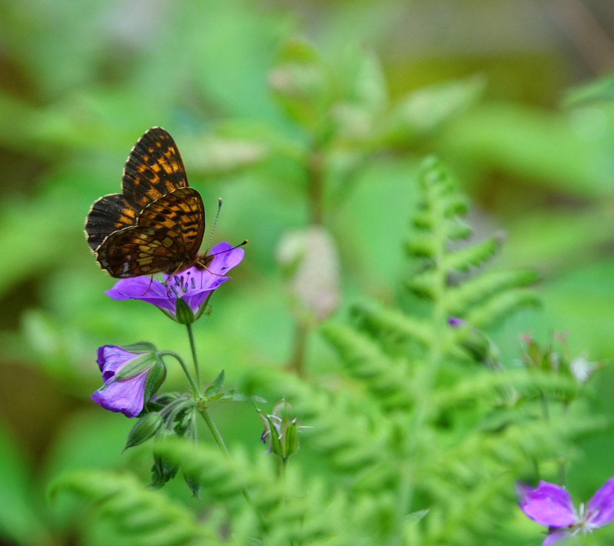 Schmetterling