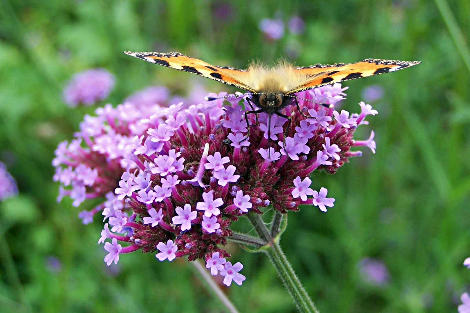 Schmetterling