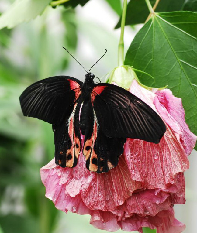 Schmetterling