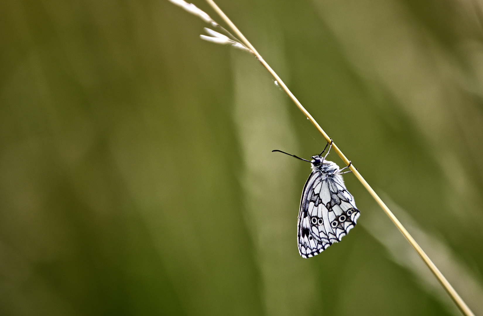 Schmetterling 