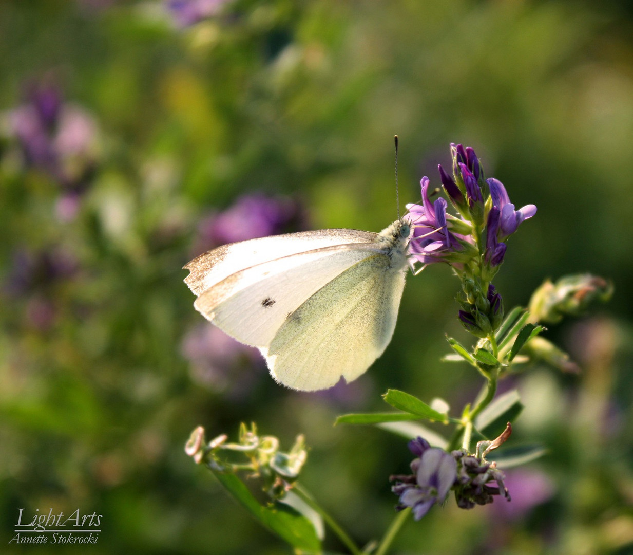 Schmetterling