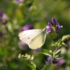 Schmetterling