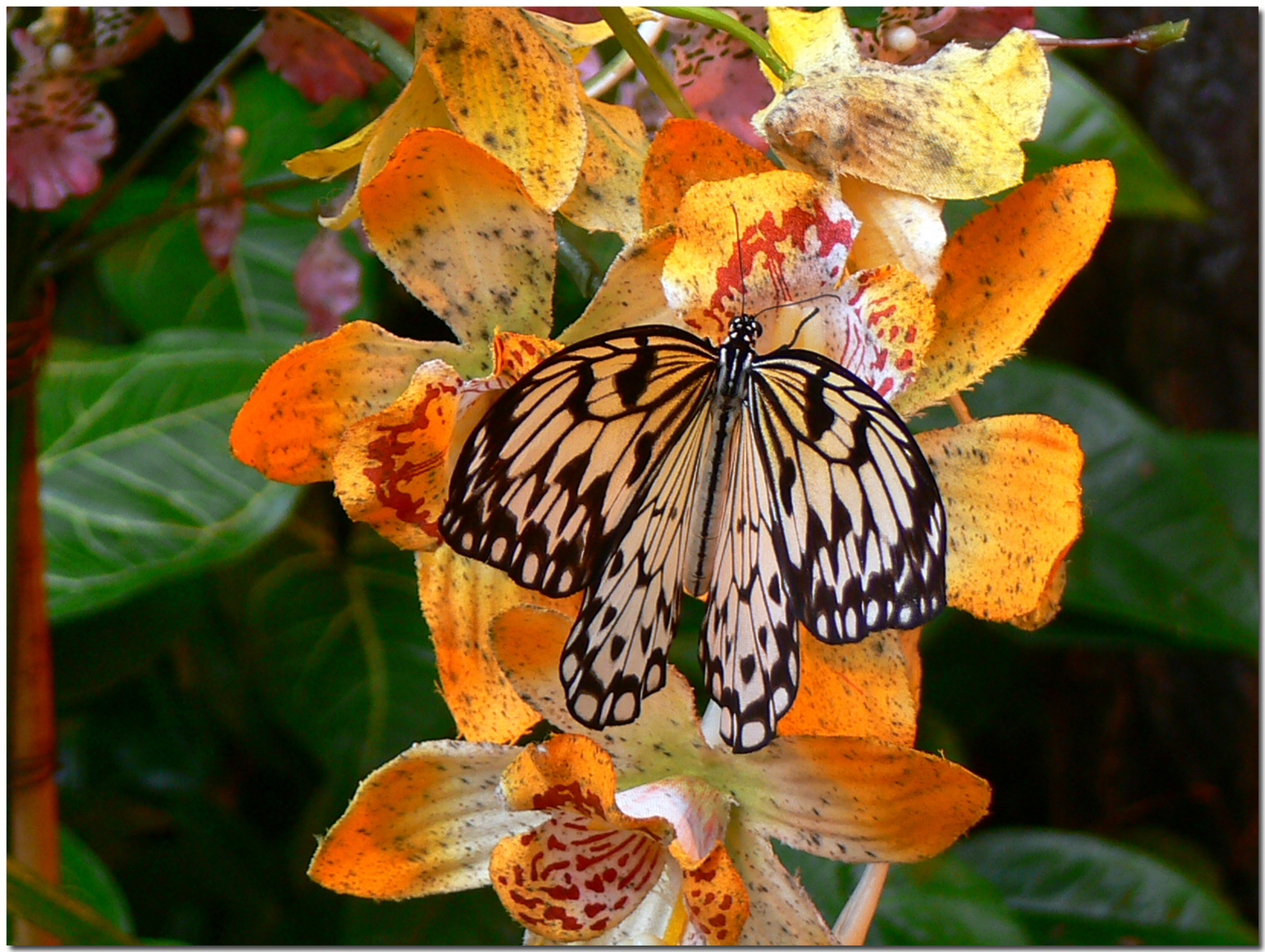 Schmetterling