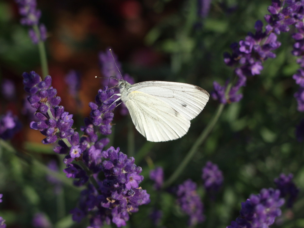 Schmetterling