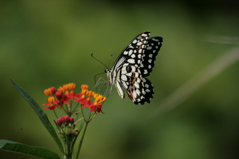 Schmetterling