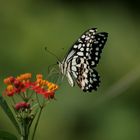 Schmetterling