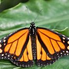 Schmetterling "Danaus Plexippus"