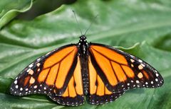 Schmetterling "Danaus Plexippus"